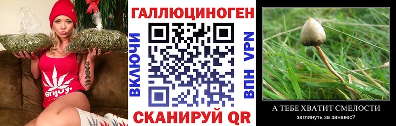 Галлюциногенные грибы Psilocybe Шебекино